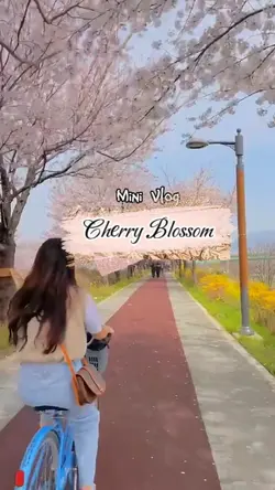 Vlog| cherry blossom