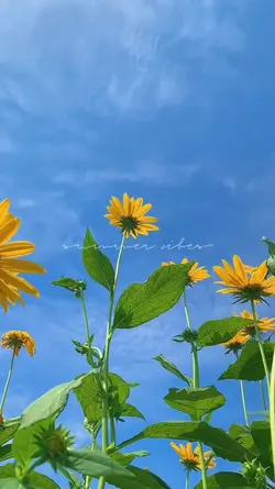This Summer in Japan