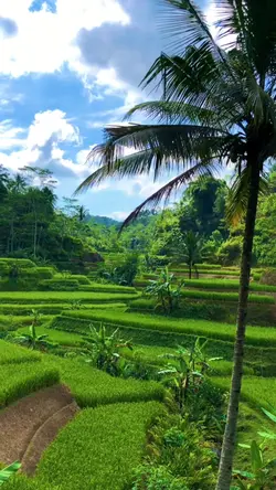 Vibes Persawahan