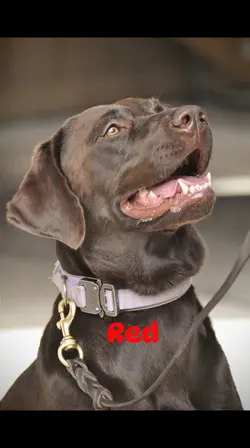 Labradors 