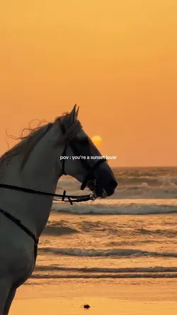 sunset lover