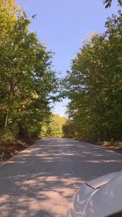 orman yolu