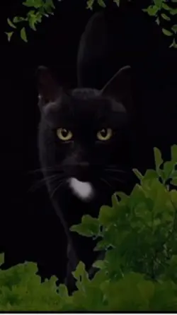 In The Jungle 