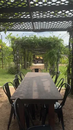 Vineyard Vlog