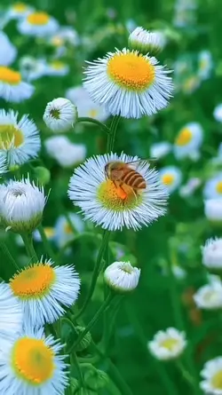 aesthetic slowmo