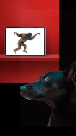 The curious dog