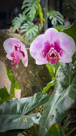Orquídea