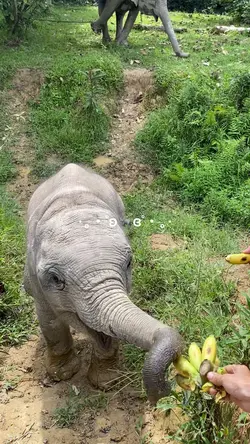 vlog anak gajah 