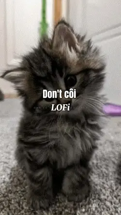1 pic or video lofi