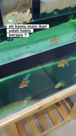 ikan koki