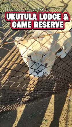 Lion Safari 