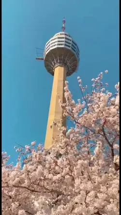 Sakura In Japan
