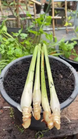mẫu 