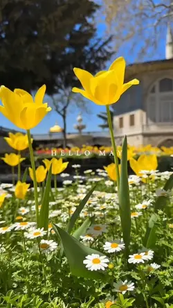 Hello May