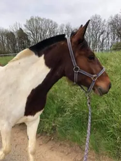 Ya des chevaux …
