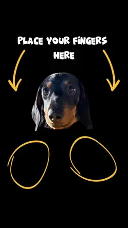 Funny dog meme