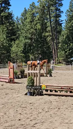 dumb judges
