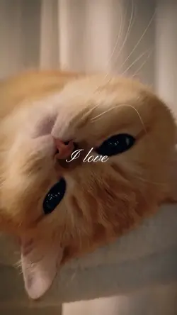 Love cat