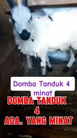 Domba Tanduk 4 