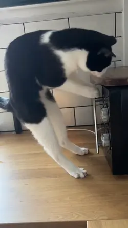 Vidio kucing 
