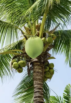 MẪU SINH NHẬT LẦY