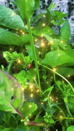 Nature insect 