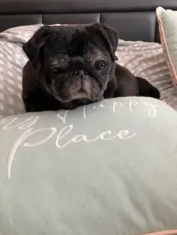Naughty dog 