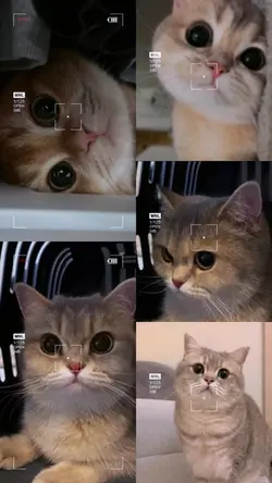 My cat