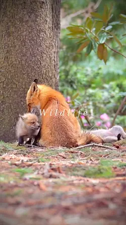 Wildlife 