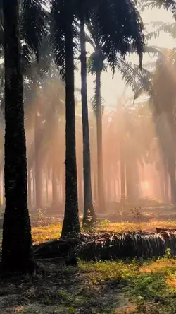 cinematic pagi