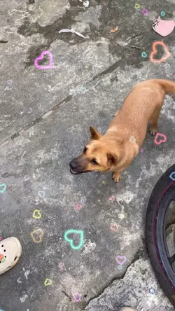 Báo được thả