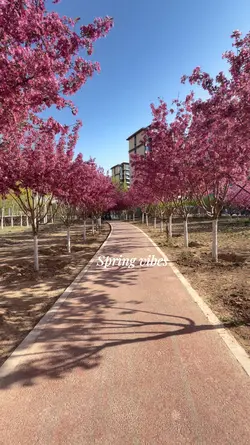 Spring flowers 
