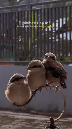 anak burung cendet