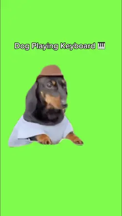 Dog Playing Keyboar