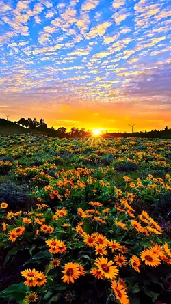 watch the sunrise 