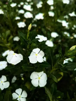 ইসলামিক ভিডিও 