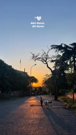 yeni şablon 