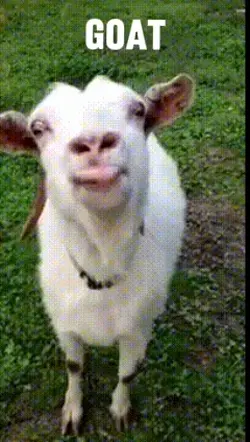 Goat or goat