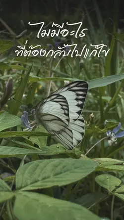 ปล่อยไปตามของมัน