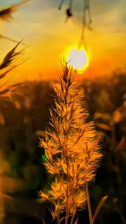 clear HD 