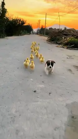 animal
