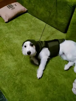 My dog