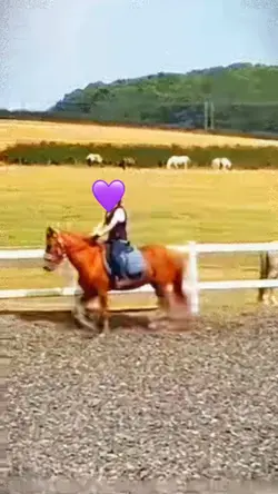 Lovely pony 