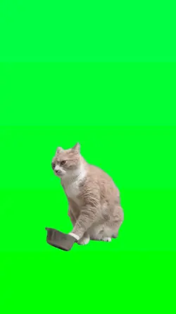 Gato pidiendo comida