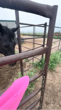 Salty pony