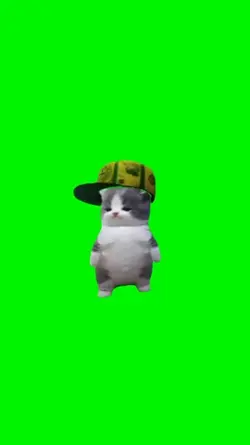 Kitten