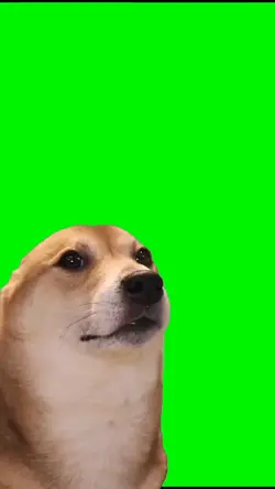 Funny dog meme