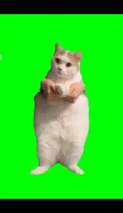 Chat 💖
