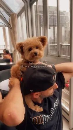 Dog Cute Moments
