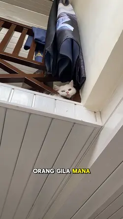 Dompet kering kucing